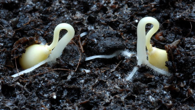 germinating-seeds